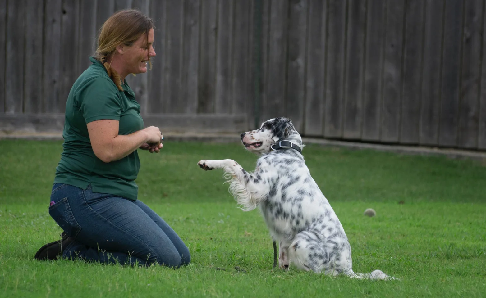 Staff training dog at Rover Oaks Pet Resort